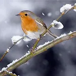 Booa Irena Apartment Bohinj