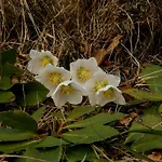 Booa Irena Apartment Bohinj