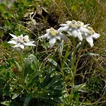 Apartment Booa Irena