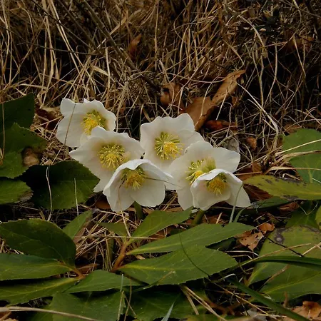 Booa Irena Daire Bohinj