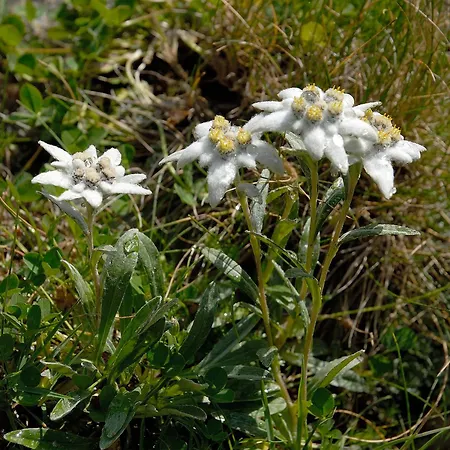 아파트 Booa Irena