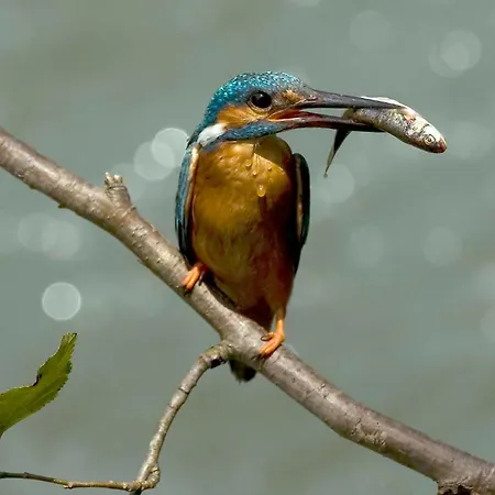 Booa Irena Daire Bohinj