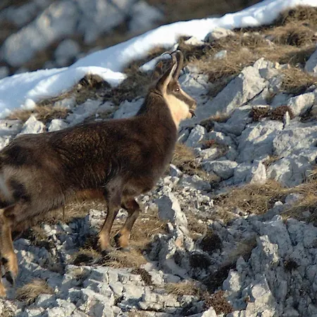 Daire Booa Irena Bohinj