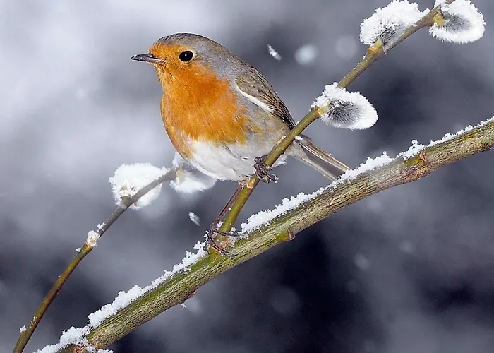 Booa Irena アパート ボーヒニ