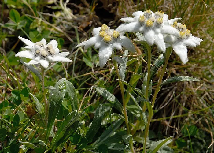 アパート Booa Irena