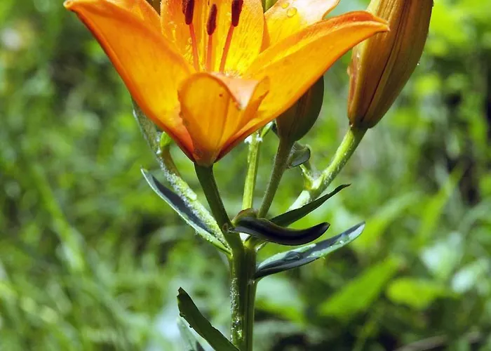 アパート Booa Irena *